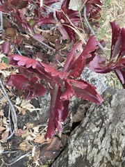 Kalanchoe sexangularis