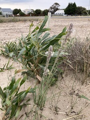 Trachyandra hirsutiflora