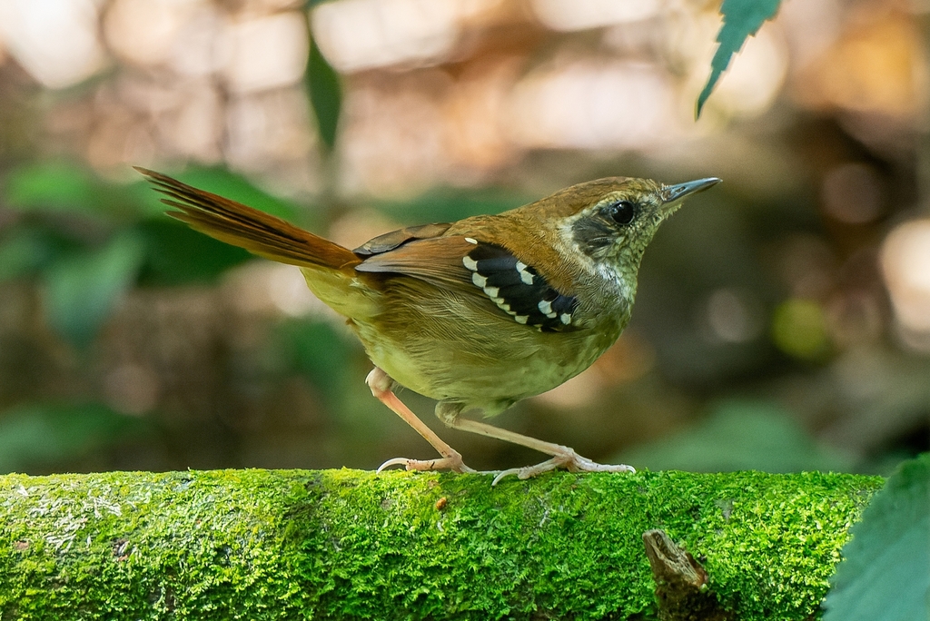 Squamate Antbird photo