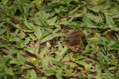 Junonia evarete