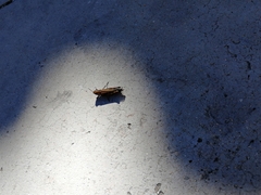 Chorthippus brunneus