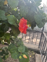 Hibiscus