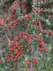 Cotoneaster