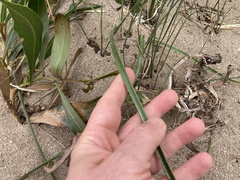 Trachyandra hirsutiflora