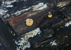 Orbilia xanthostigma