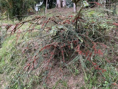 Cotoneaster