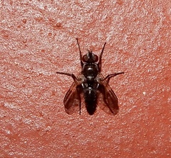 Rhinophoridae