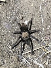 Aphonopelma eutylenum