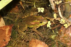 Pelophylax plancyi
