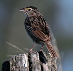 Ammodramus humeralis