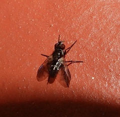 Rhinophoridae