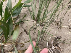 Trachyandra hirsutiflora