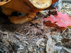 Gymnopilus junonius