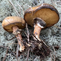 Suillus salmonicolor