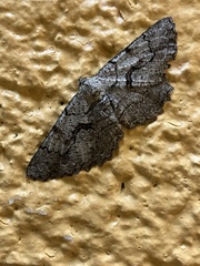 Cymatophora