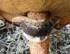 Suillus salmonicolor