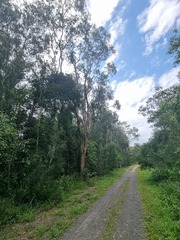 Eucalyptus tereticornis