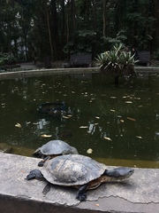 Phrynops hilarii