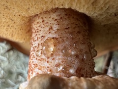Suillus salmonicolor