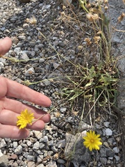 Reichardia picroides