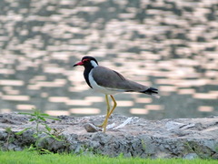 Vanellus indicus