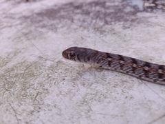 Amphiesma stolatum