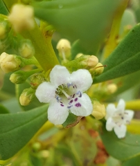 Myoporum
