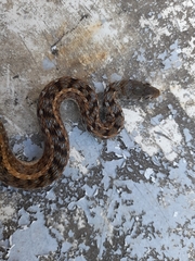 Amphiesma stolatum