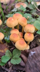 Hypholoma fasciculare