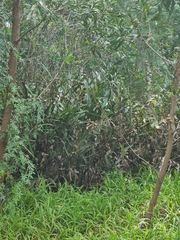 Acrostichum speciosum