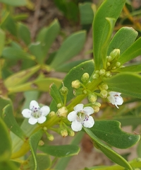 Myoporum
