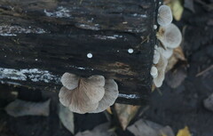 Crepidotus applanatus