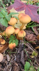Hypholoma fasciculare