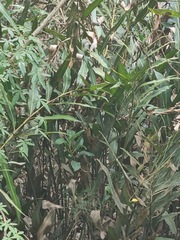 Acrostichum speciosum
