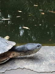 Phrynops hilarii