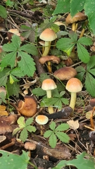 Hypholoma fasciculare