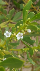 Myoporum