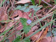 Veronica plebeia