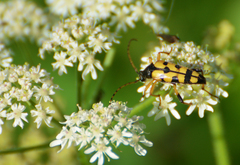 Rutpela maculata