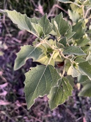 Physalis nicandroides