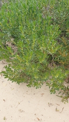 Myoporum