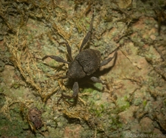 Onidistus araneus