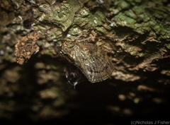 Cotylana angustifrons