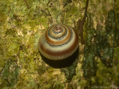 Posorites conscendens