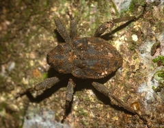 Paleticus subereus