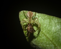 Sidymella rubrosignata