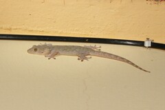 Gekko swinhonis