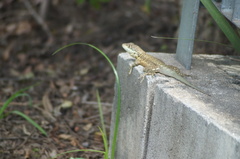 Tropidurus torquatus