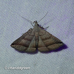 Lysimelia neleusalis