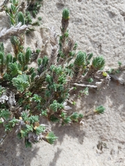 Crucianella maritima